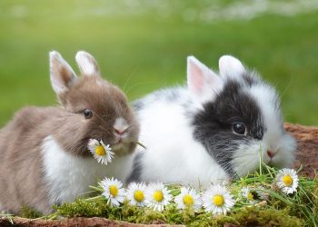 Berikut Penjelasan Shio Kelinci Pada Kalender China Maret 2023