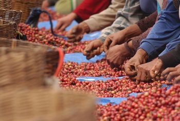 Mengenal Pengolahan Kopi Secara Basah