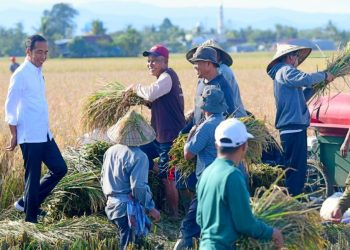 Presiden Jokowi Sebut Penyerapan Beras Bulog 2023 Mengalami Penurunan
