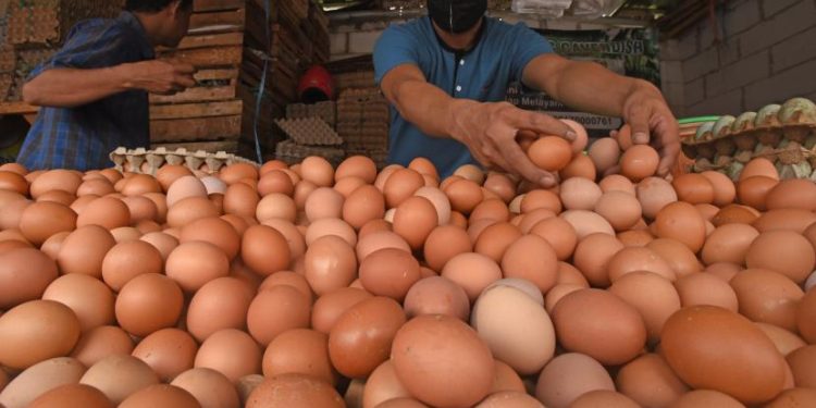 Di Maluku Harga Telur Ayam Tembus 37.000 per Kg, Kenaikan Terjadi Kurun Waktu Sepekan