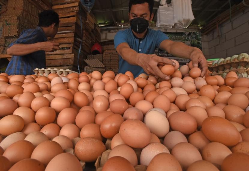 Di Maluku Harga Telur Ayam Tembus 37.000 per Kg, Kenaikan Terjadi Kurun Waktu Sepekan