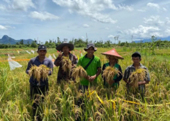 Harga Beras Melambung Karena Masa Panen Mundur