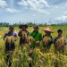 Harga Beras Melambung Karena Masa Panen Mundur