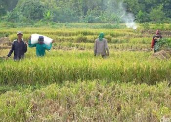 Harga Gabah Anjlok Harga Beras Meroket: Ada Apa???