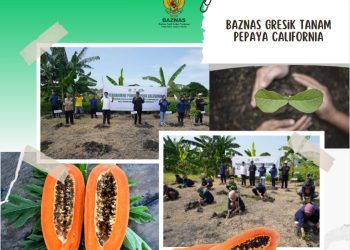 Baznas Gresik Tanam Pepaya California Untuk Program Kampung ZCD (Zakat Community Development).