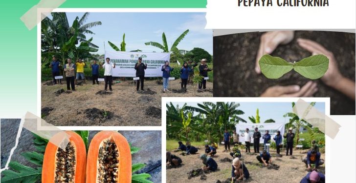 Baznas Gresik Tanam Pepaya California Untuk Program Kampung ZCD (Zakat Community Development).