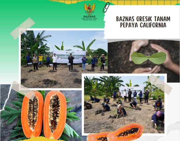 Baznas Gresik Tanam Pepaya California Untuk Program Kampung ZCD (Zakat Community Development).