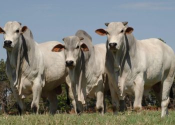 BUMN Atur Stock Daging Sapi Menjelang Lebaran