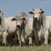 BUMN Atur Stock Daging Sapi Menjelang Lebaran