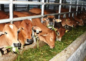 Peternakan Sapi diBlitar Senilai 11 Miliar Terancam Tak Bisa Beroperasi