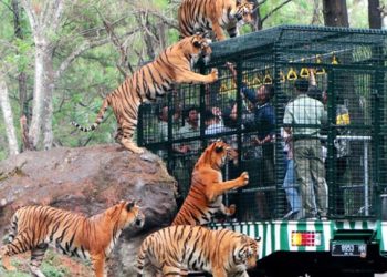 Taman Safari Prigen Menjadi Tempat Liburan Dimasa Lebaran