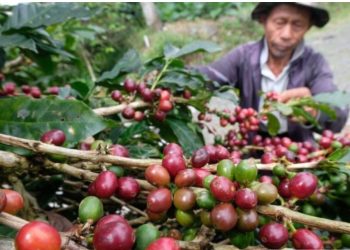 Harga Kopi Robusta Melabung, Bagaimana Nasib Pengusaha Kopi ???