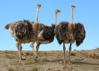 Burung Unta Mati di Kebun Binatang Karna Menelan Kunci.