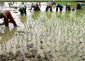 Padi China Dikembangkan di Kalimantan Tengah, Apakah Menjadi Mitra Usaha???
