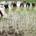 Padi China Dikembangkan di Kalimantan Tengah, Apakah Menjadi Mitra Usaha???