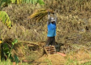 Guru Besar IPB: Tidak Masuk Akal, Sawah Padi Asal China 1 Juta Hektare di Kalimantan.