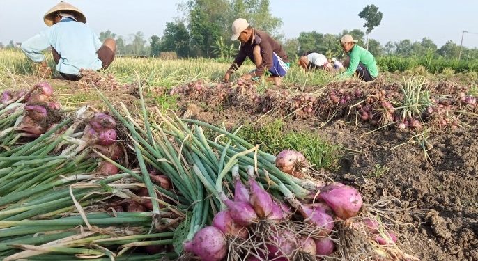 Pernyataan Menteri Perdagangan Membuat Petani Bawang Merah Bahagia.