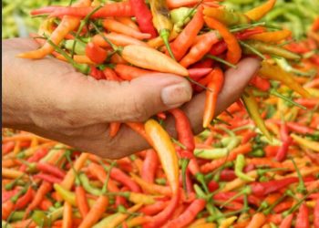 Harga Cabai & Daging Ayam Merangkak Naik Usai Hrga Minyak Naik.