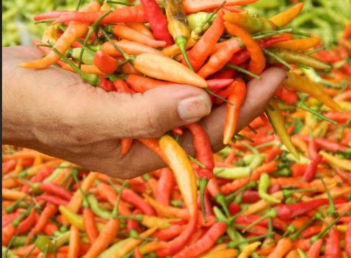 Harga Cabai & Daging Ayam Merangkak Naik Usai Hrga Minyak Naik.