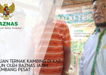 BANTUAN TERNAK KAMBING DI KAB. MADIUN OLEH BAZNAS JATIM BERKEMBANG PESAT