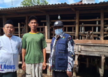 Kambing Ternak Bantuan dari BAZNAS Jatim Beranak Empat di Peternakan Nurhasyim Dalam 7 Bulan