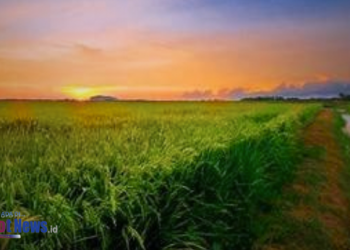 10 Daerah Penghasil Beras Terbesar di Jawa Timur