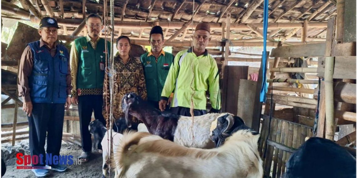 Dari 3 Menjadi 7: Riati Berhasil Kembangkan Ternak Kambing dari BAZNAS Jatim