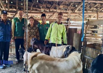 Dari 3 Menjadi 7: Riati Berhasil Kembangkan Ternak Kambing dari BAZNAS Jatim