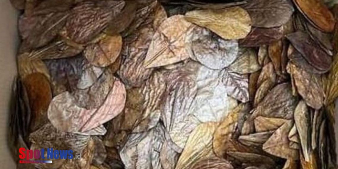 UMKM Binaan Bea Cukai Bangka Sukses Ekspor 5.000 Bungkus Daun Kering ke Inggris