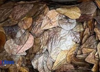 UMKM Binaan Bea Cukai Bangka Sukses Ekspor 5.000 Bungkus Daun Kering ke Inggris