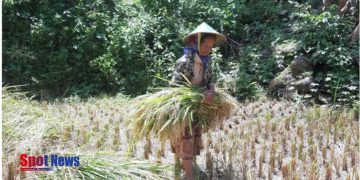 Semangat Tak Padam di Bawah Terik Matahari: Istri Mbah Sariman Panen Padi dari Program Integrated Farming BAZNAS