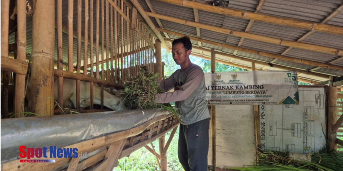 BAZNAS Jatim Bangkitkan Ekonomi Mustahik Lewat Ternak Kambing di Bondowoso