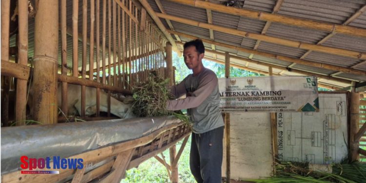 BAZNAS Jatim Bangkitkan Ekonomi Mustahik Lewat Ternak Kambing di Bondowoso