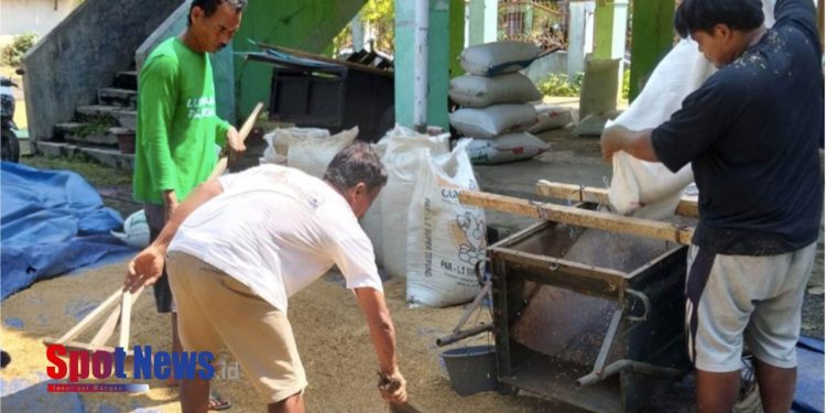 Program SERGAP BULOG Bawa Harapan Baru bagi Petani Mustahik Binaan BAZNAS di Purbalingga