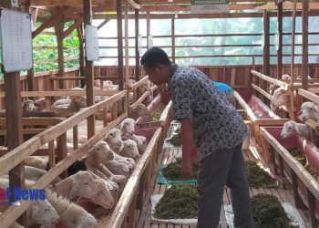 Program Balai Ternak BAZNAS Hadirkan Semangat Baru bagi Peternak Mustahik di Mojokerto