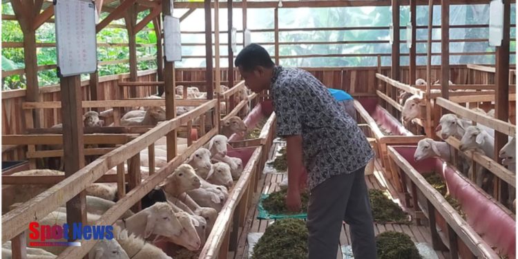 Program Balai Ternak BAZNAS Hadirkan Semangat Baru bagi Peternak Mustahik di Mojokerto