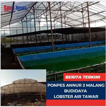 Ponpes An-Nur Al-Murtadlo : Menggabungkan Ilmu Agama dengan Budidaya Lobster Air Tawar