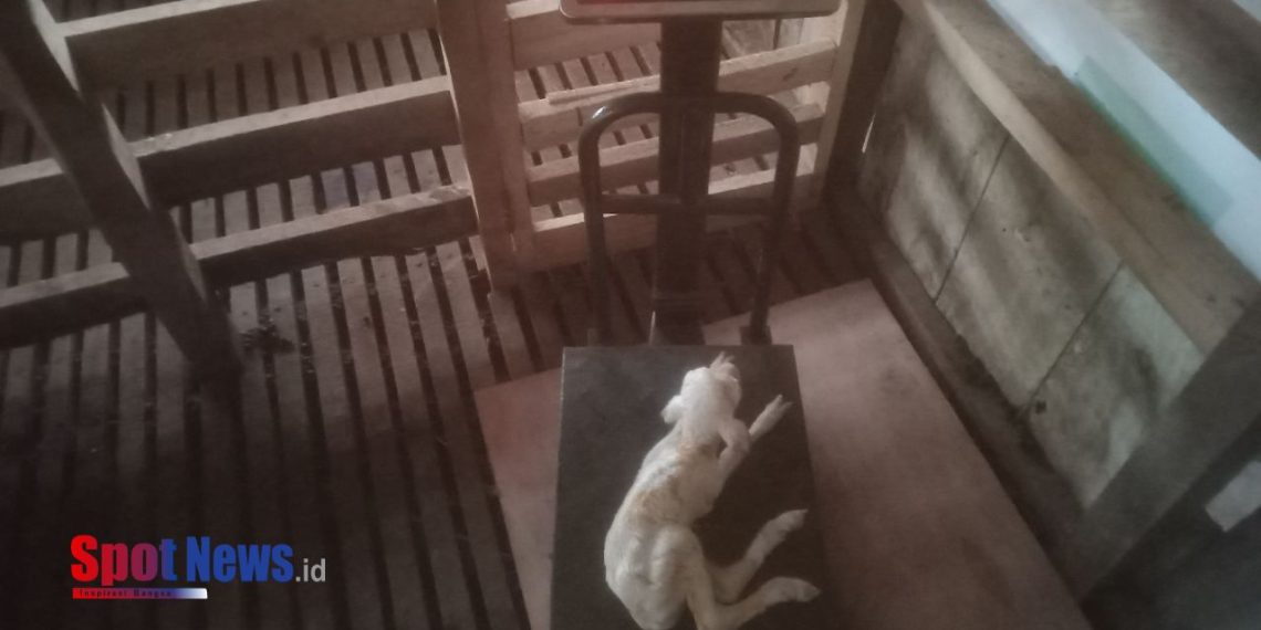 Senyum Kebahagiaan Para Mustahik Atas Kelahiran Anak Domba