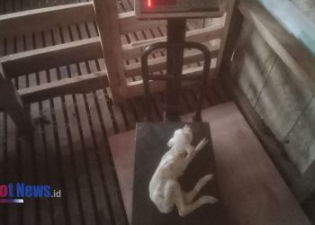 Senyum Kebahagiaan Para Mustahik Atas Kelahiran Anak Domba