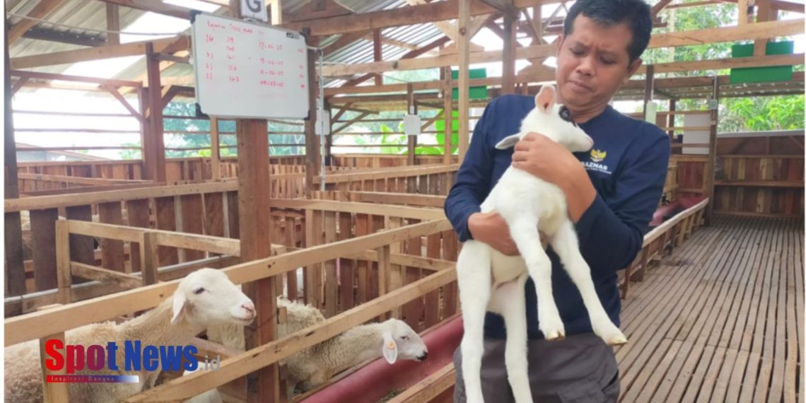 Balai Ternak Gembala Sejahtera Perkuat Pendampingan Anakan Domba, Wujudkan Kesejahteraan Peternak Lokal