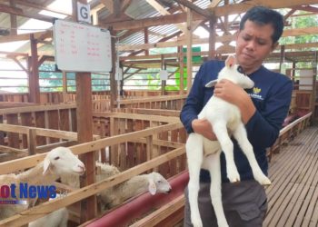 Balai Ternak Gembala Sejahtera Perkuat Pendampingan Anakan Domba, Wujudkan Kesejahteraan Peternak Lokal