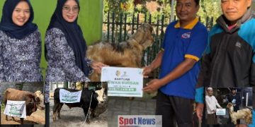 BAZNAS Tulungagung dan Pemkab Distribusikan Sedekah Daging Kurban untuk Masyarakat